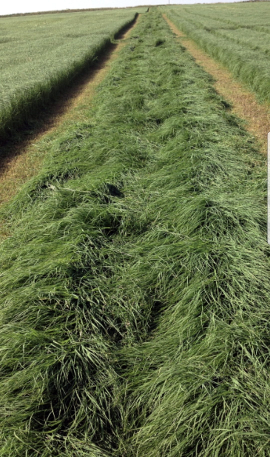 Freshly mowed windrows of hay curing in the field before baling